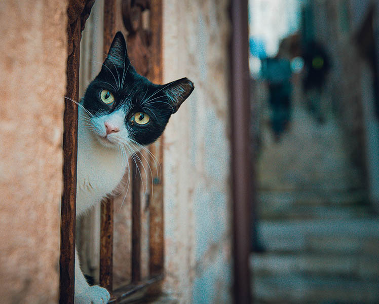 Katze in Dubrovnik